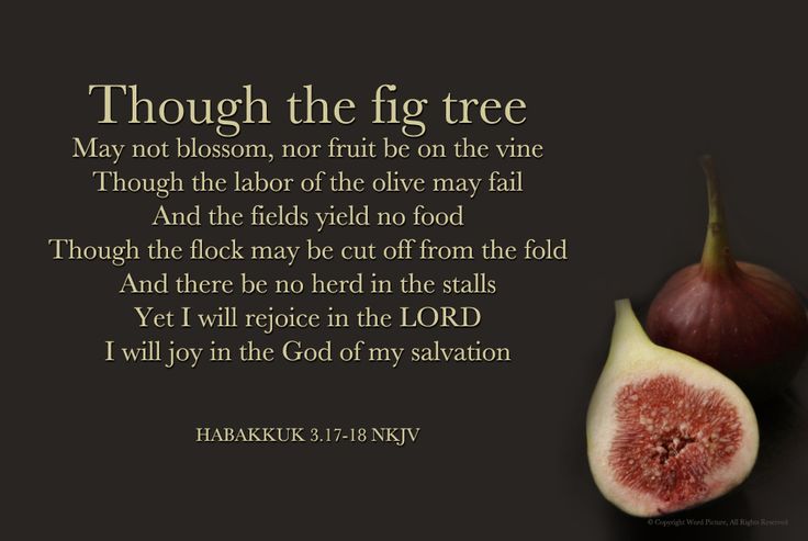 Image result for Habakkuk 3:17-18